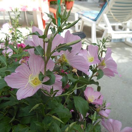 Pansion Giorgos & Rania Apartment Skiathos Town Room photo